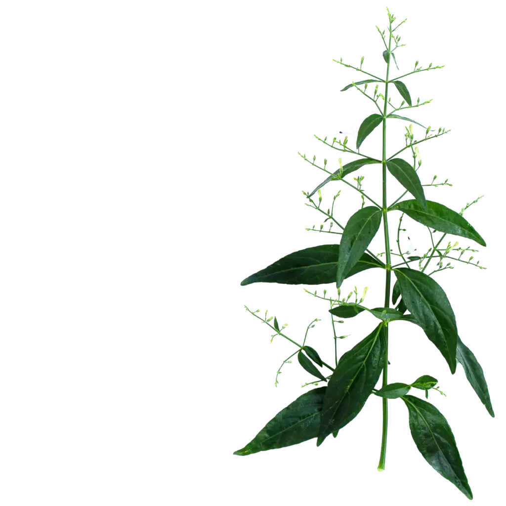 Andrographis paniculata