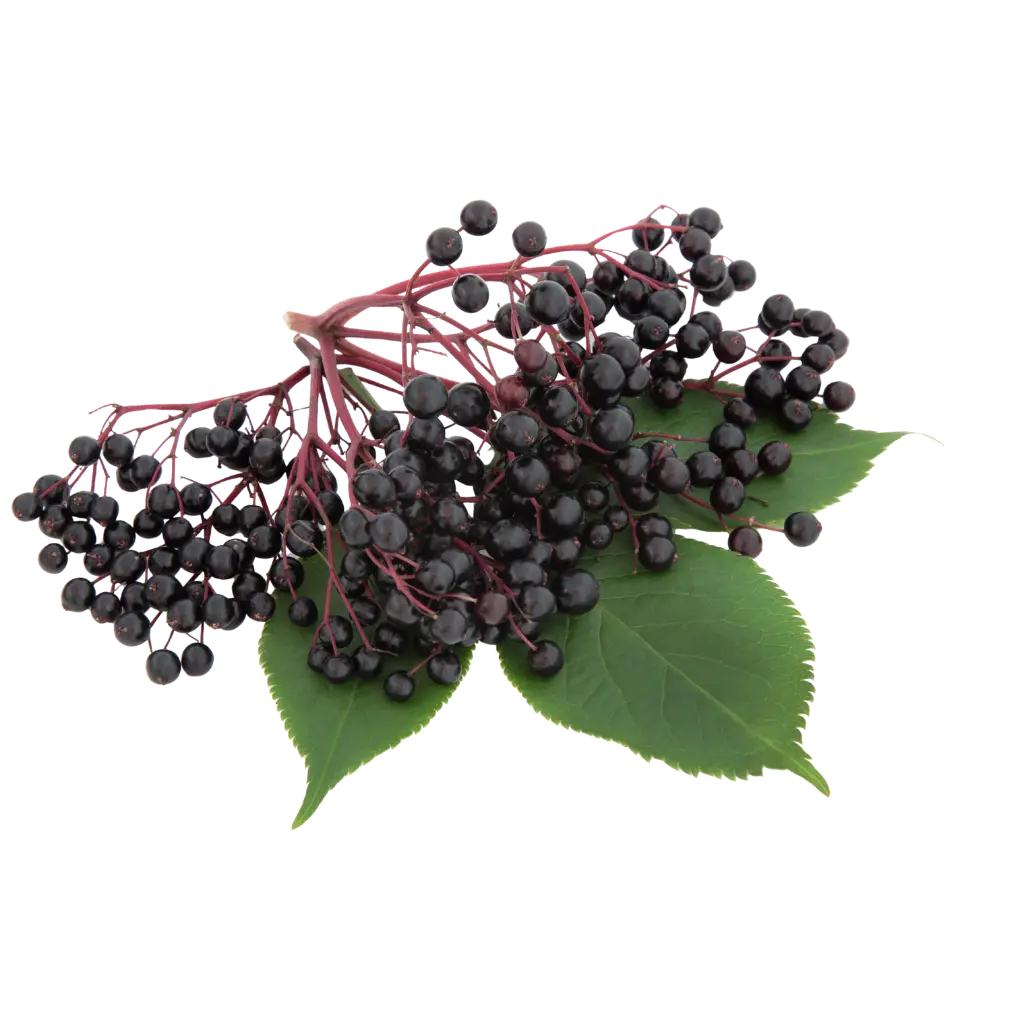 Black Elderberry