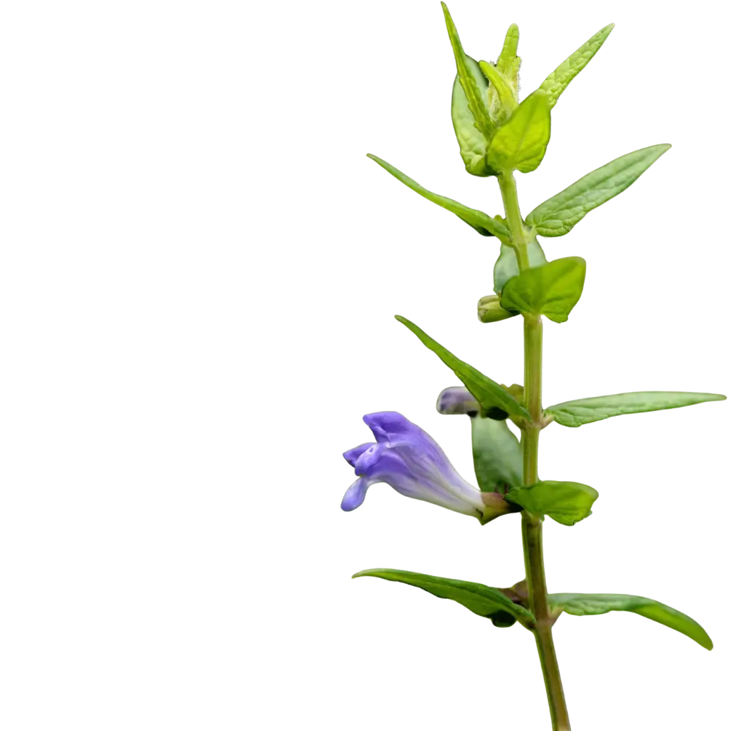 Skullcap Root