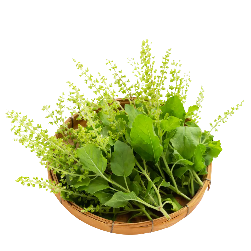 Holy Basil